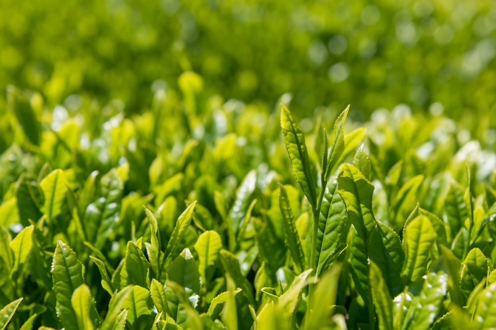 青島温州みかんからTEA豚まで！こだわりの逸品が目白押しの静岡県の特産物